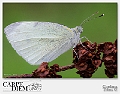 194-1900x1258---farfalla bianca2fb